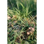 Намет Tramp Brest 6 (V3) UTRT-111-olive